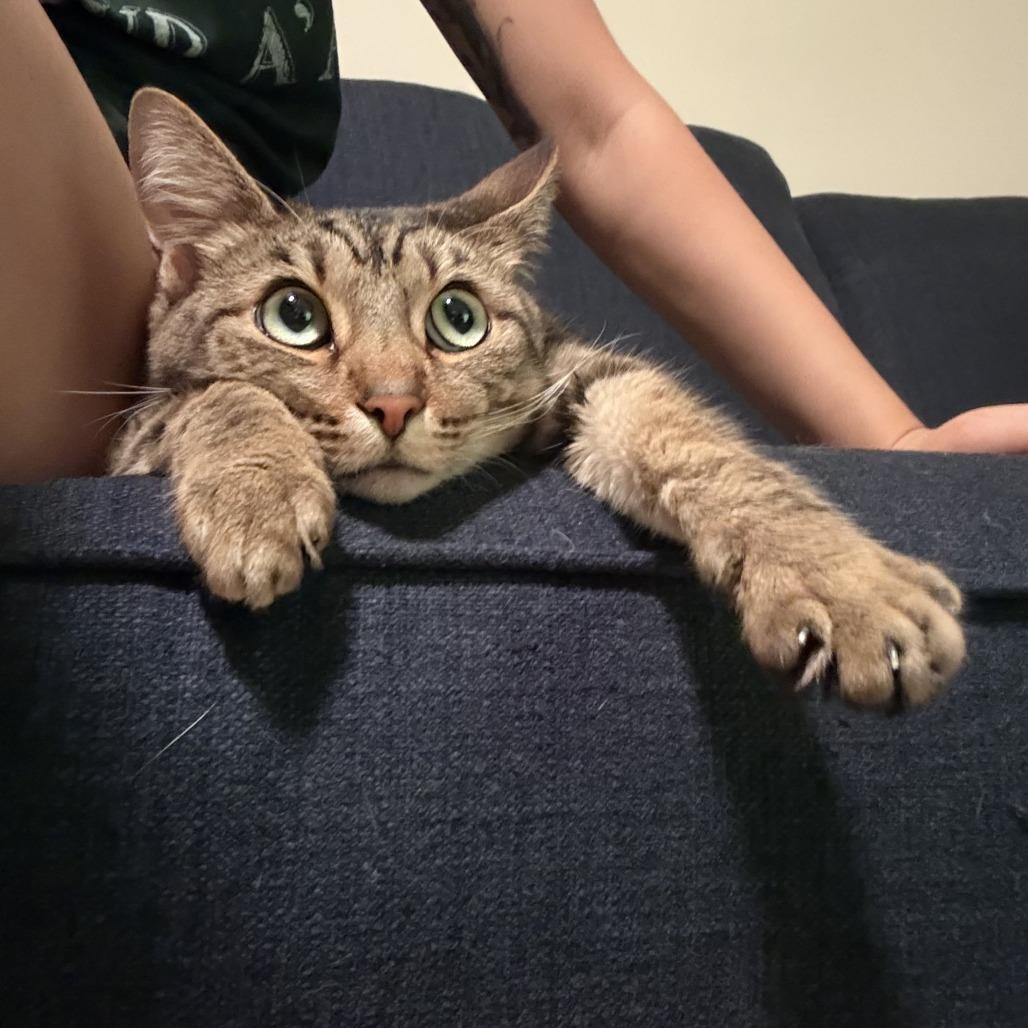 Enlarge Koko, a Adoptable Domestic Short Hair in Los Angeles, CA image 4/6