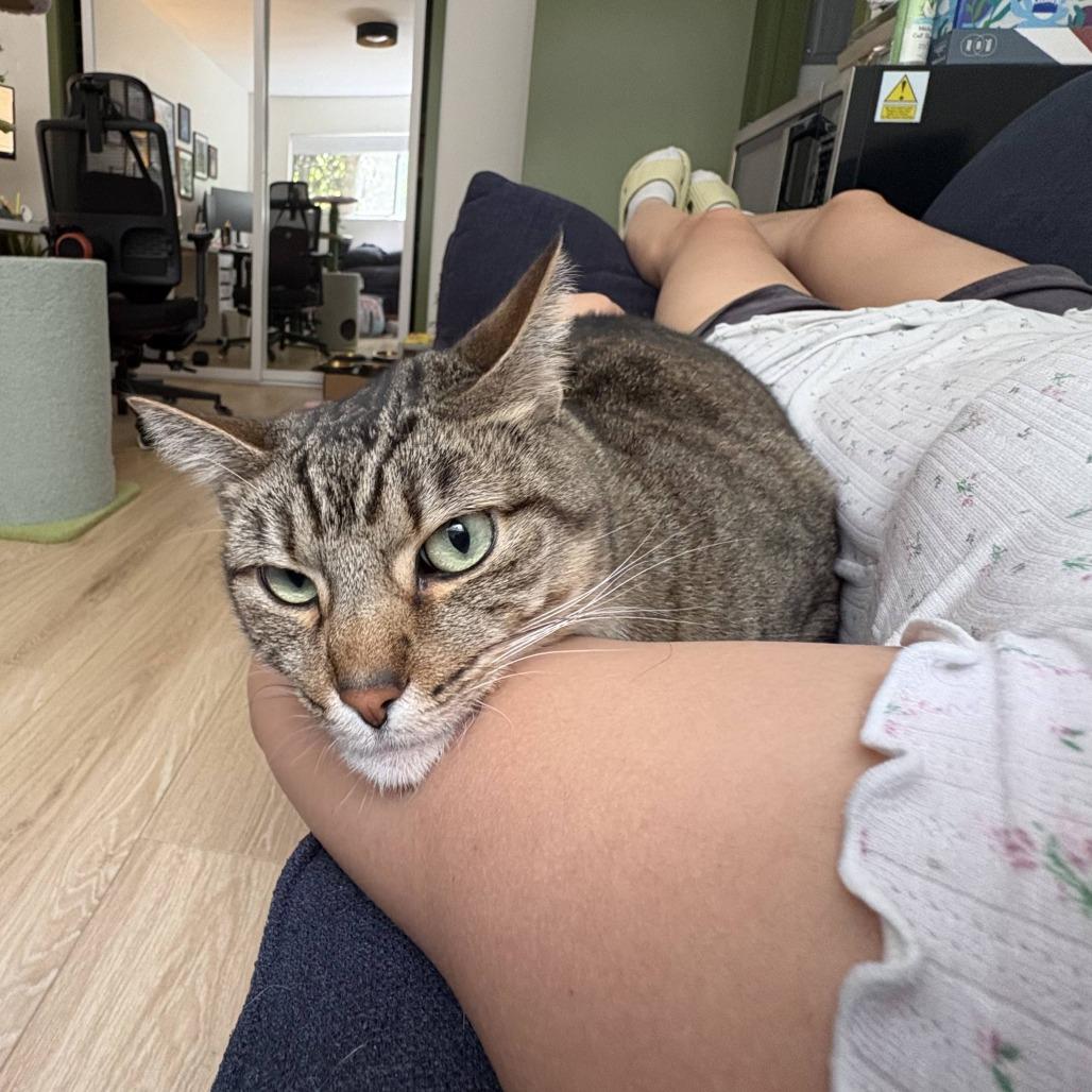 Enlarge Koko, a Adoptable Domestic Short Hair in Los Angeles, CA image 5/6
