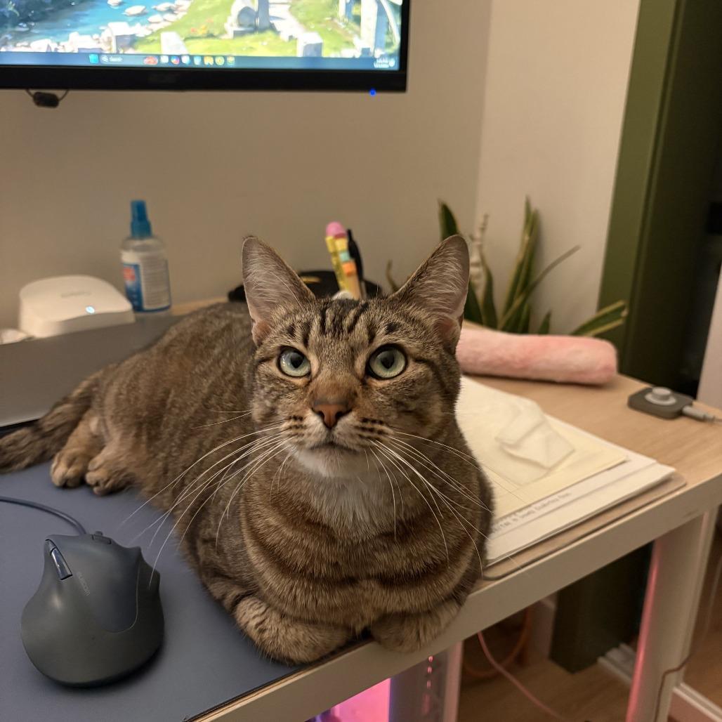 Enlarge Koko, a Adoptable Domestic Short Hair in Los Angeles, CA image 6/6