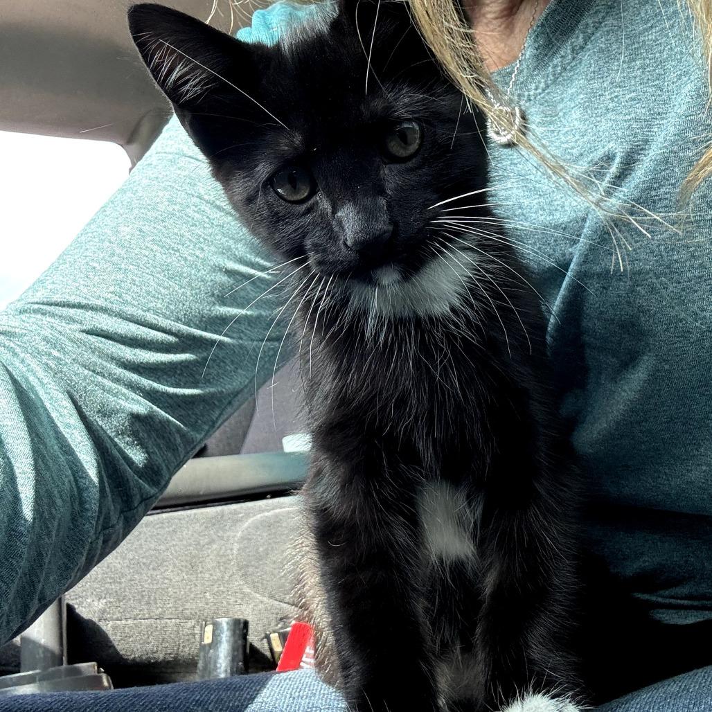 Whitney Banks, Adoptable, Young Female Domestic Medium Hair.