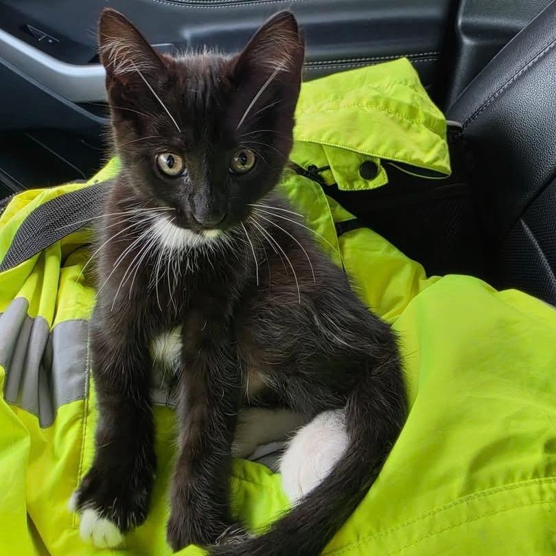 Enlarge Whitney Banks, a Adoptable Domestic Medium Hair in Waggaman, LA image 2/2