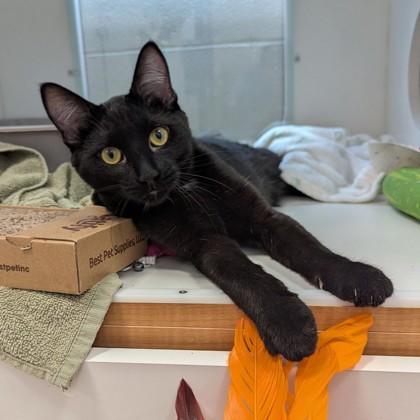Enlarge Smiley (Bashful Buddy), a Adoptable mixed breed in Wheaton, IL image 2/3