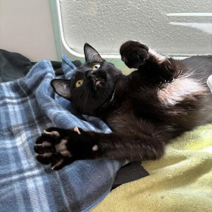 Smiley (Bashful Buddy), Adoptable, Adult Male Domestic Short Hair & Domestic Short Hair.