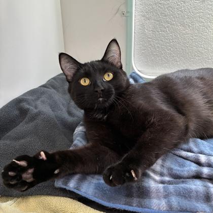 Enlarge Smiley (Bashful Buddy), a Adoptable mixed breed in Wheaton, IL image 2/3