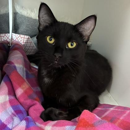 Enlarge Smiley (Bashful Buddy), a Adoptable mixed breed in Wheaton, IL image 3/3