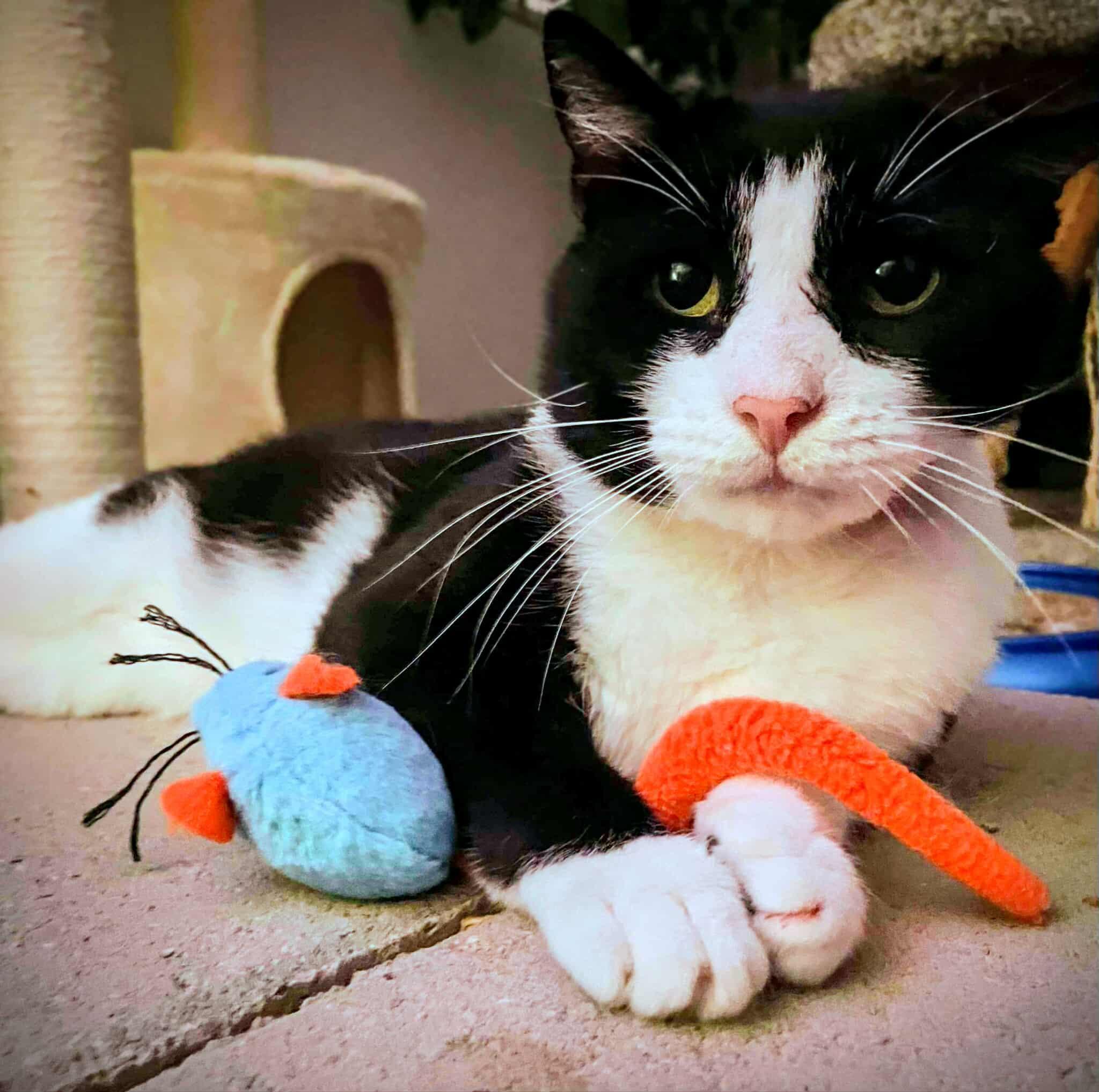 Enlarge Trooper, a Adoptable Domestic Short Hair in Pittsburgh, PA image 4/6