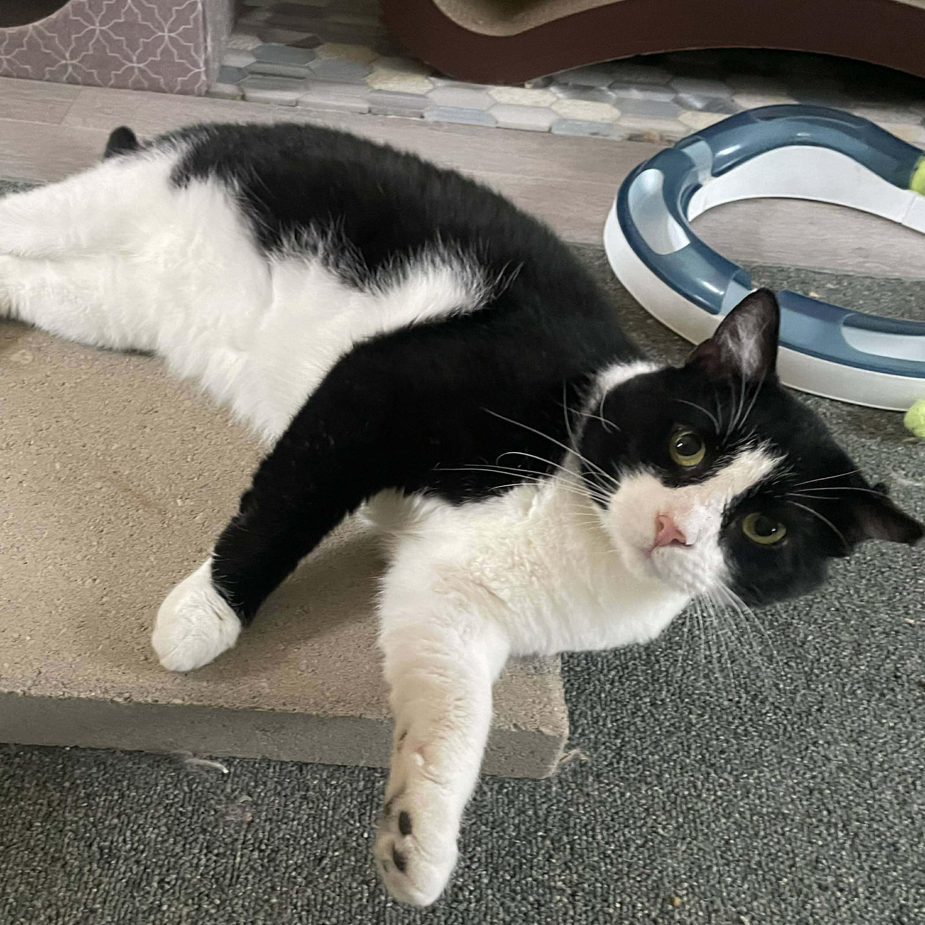 Enlarge Trooper, a Adoptable Domestic Short Hair in Pittsburgh, PA image 6/6