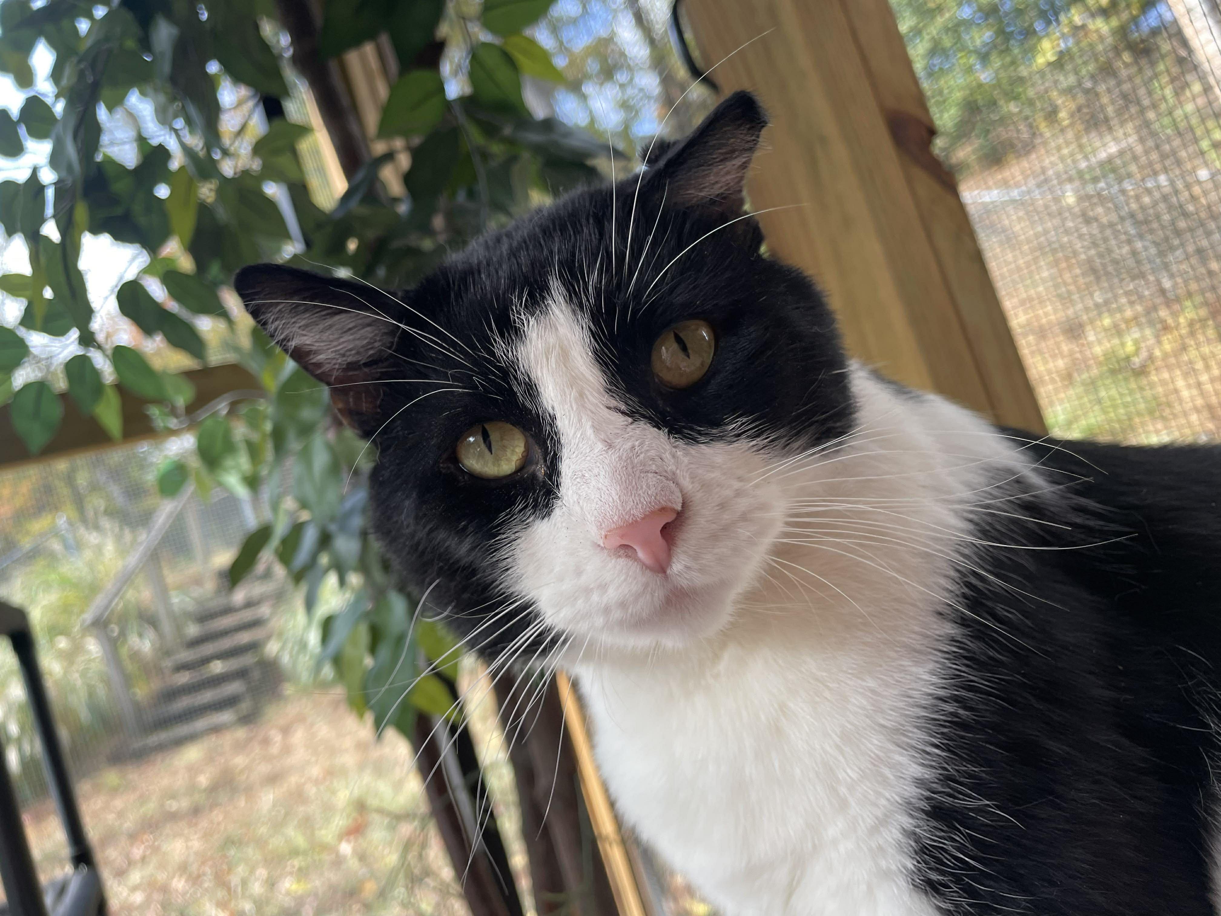 Enlarge Trooper, a Adoptable Domestic Short Hair in Pittsburgh, PA image 3/6