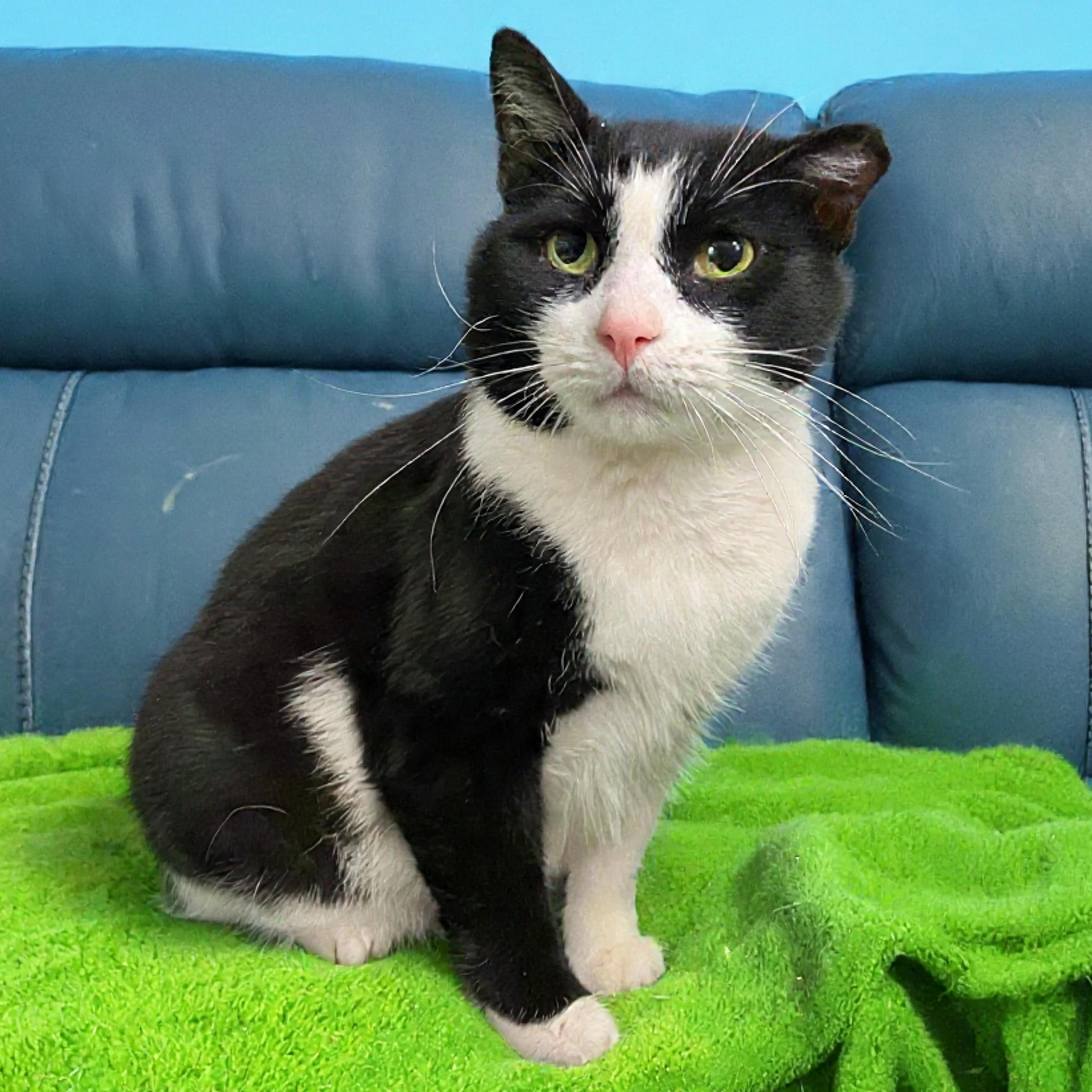 Trooper, Adoptable, Adult Male Domestic Short Hair.