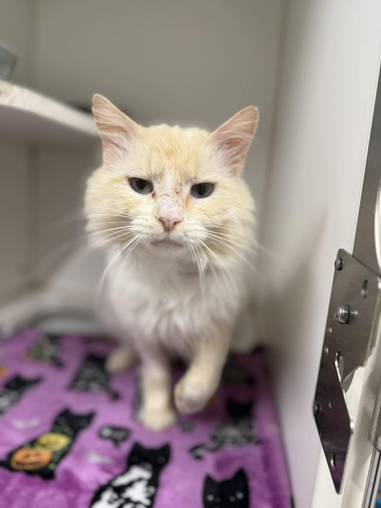 Enlarge Axle, an adoptable Domestic Long Hair in Leitchfield, KY image 2/3