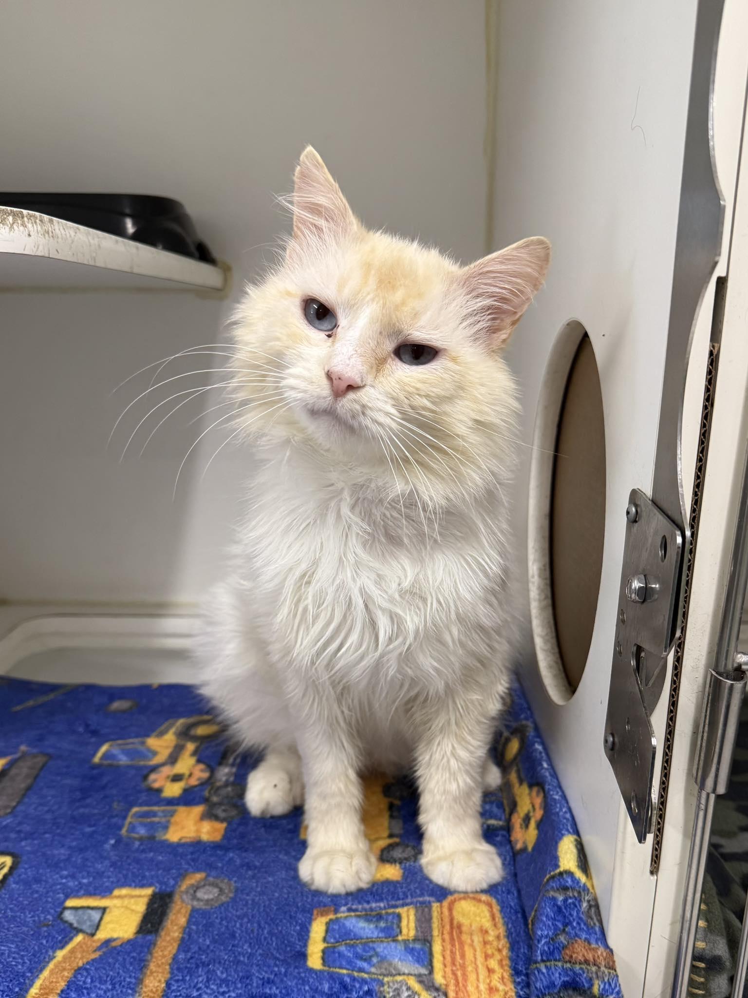 Enlarge Axle, an adoptable Domestic Long Hair in Leitchfield, KY image 3/3