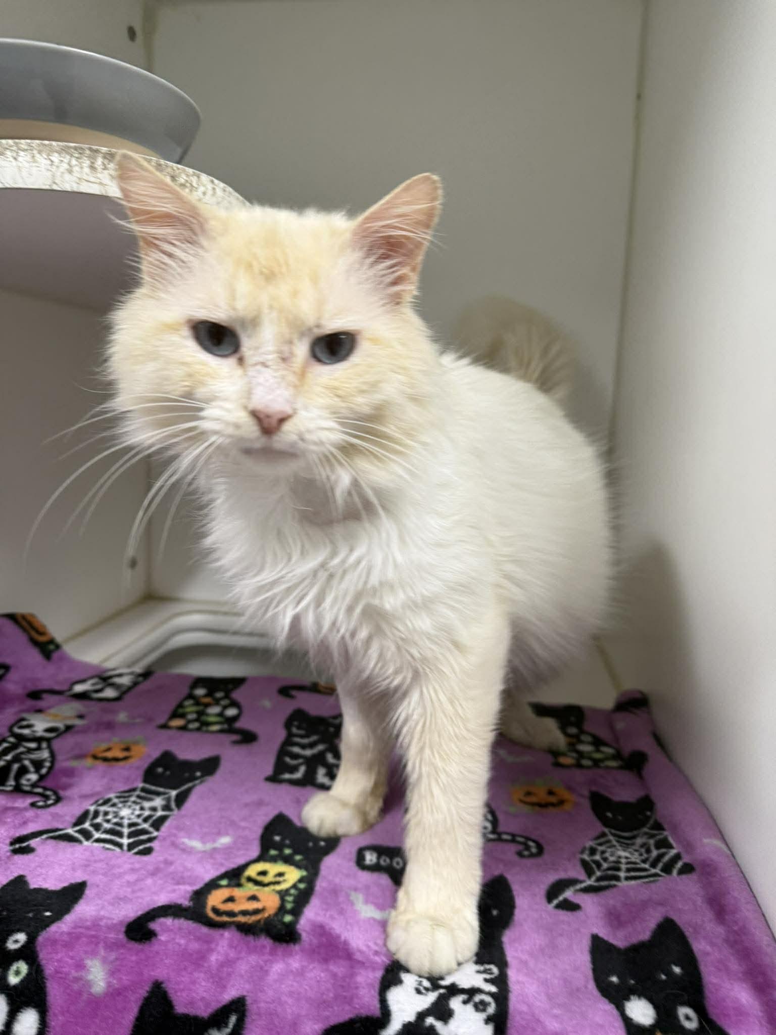 Enlarge Axle, an adoptable Domestic Long Hair in Leitchfield, KY image 1/3