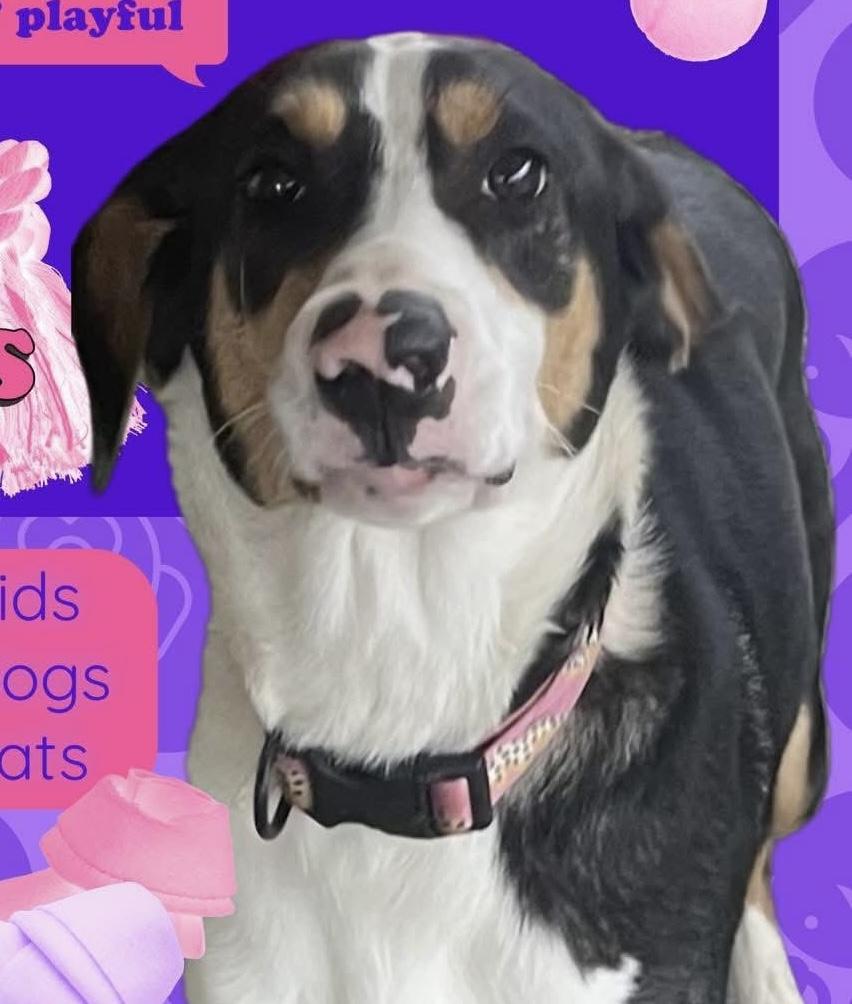 Enlarge Marley, a ADOPTABLE mixed breed in Louisville, KY image 1/1