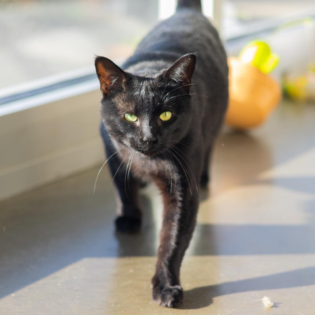 Enlarge Chipmunk, a Adoptable Domestic Short Hair in Wilmington, DE image 1/6