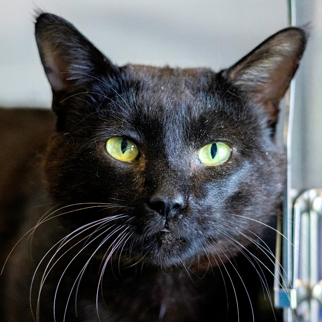 Enlarge Chipmunk, a Adoptable Domestic Short Hair in Wilmington, DE image 2/6