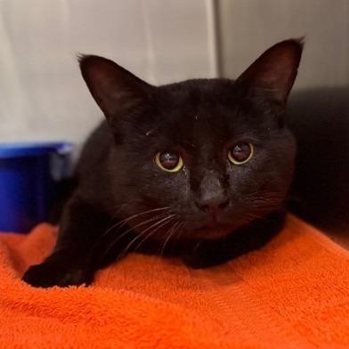 Enlarge Chipmunk, a Adoptable Domestic Short Hair in Wilmington, DE image 4/6