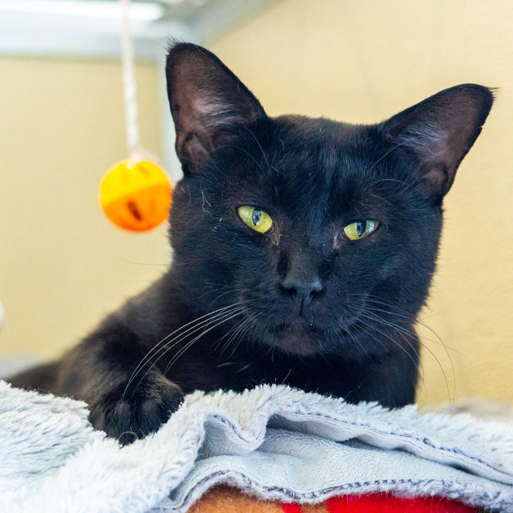 Enlarge Chipmunk, a Adoptable Domestic Short Hair in Wilmington, DE image 6/6