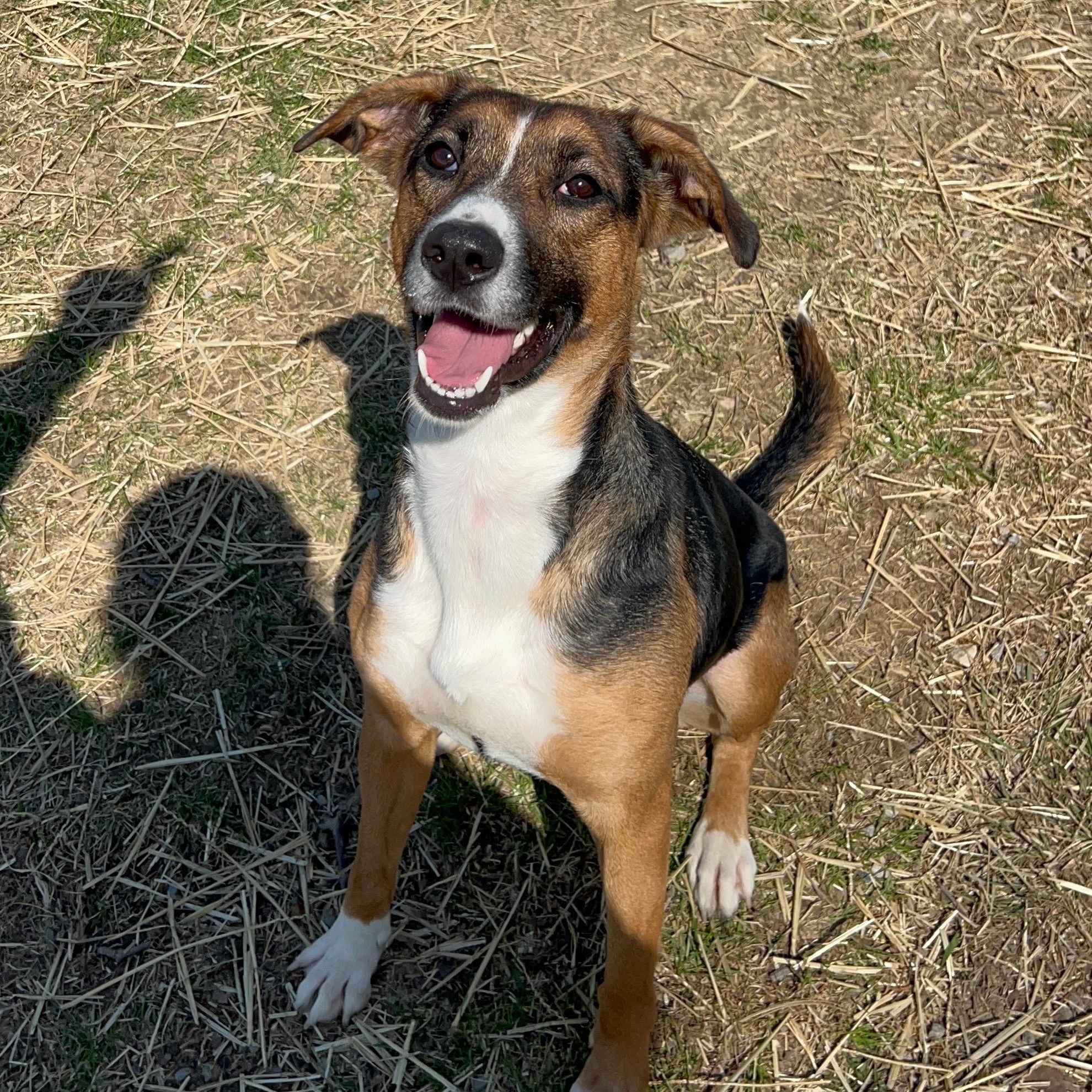 Enlarge Margo, a Adoptable mixed breed in Archbold , OH image 5/5