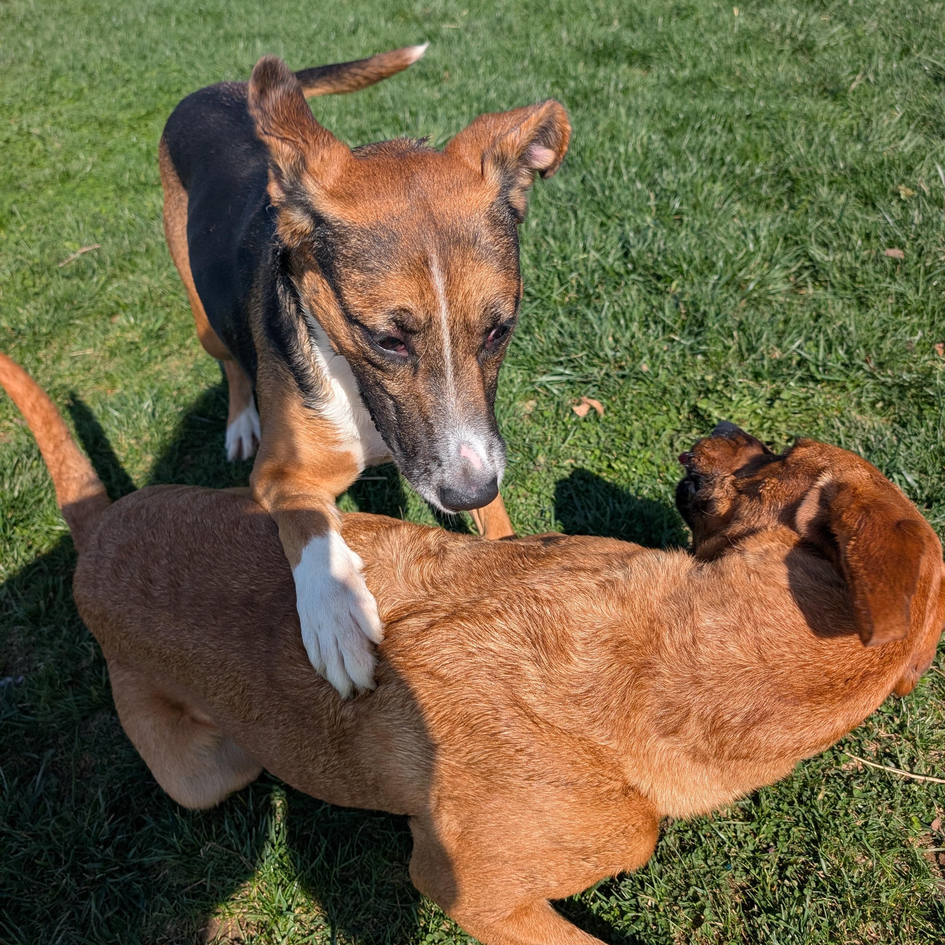 Enlarge Margo, a Adoptable mixed breed in Archbold , OH image 4/5