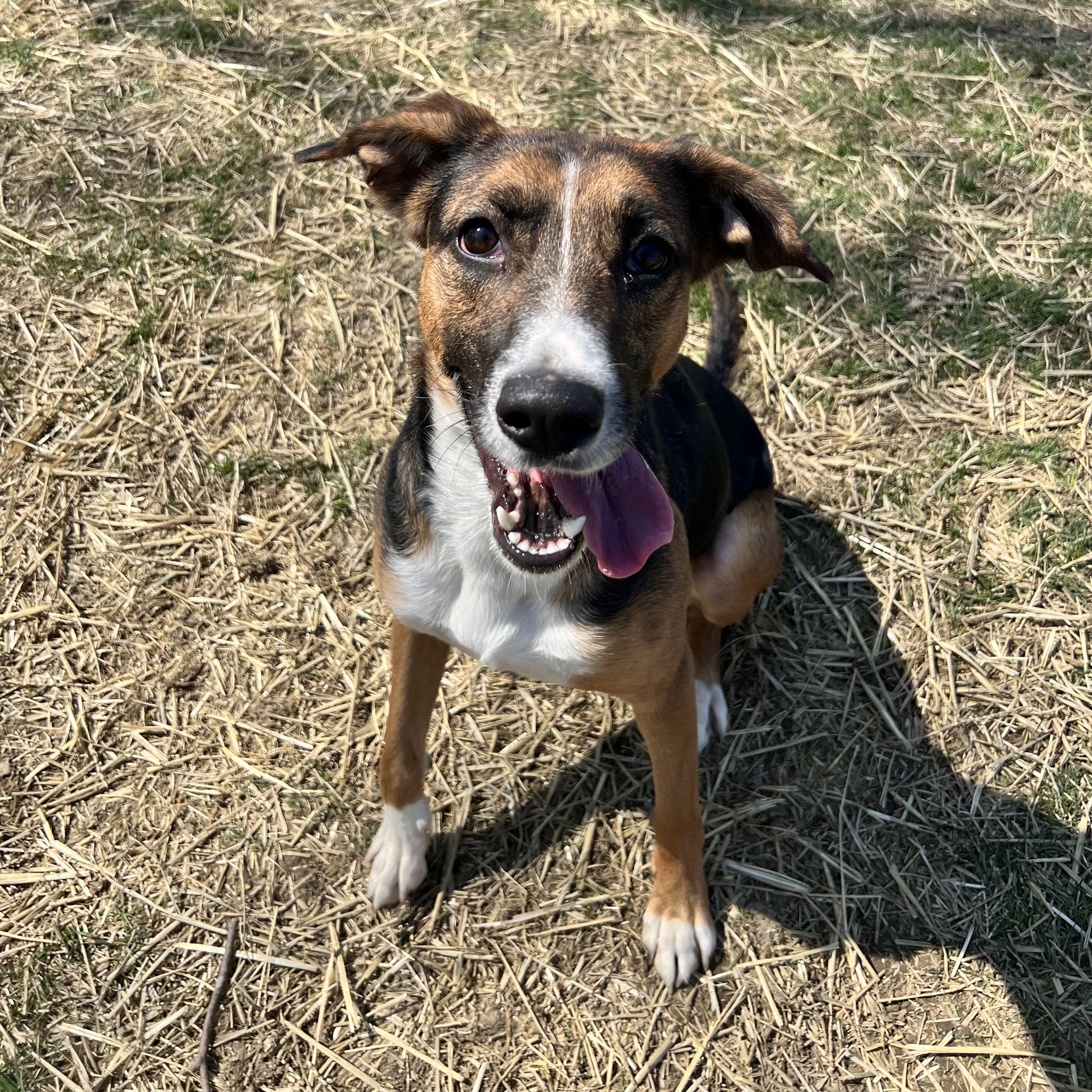 Enlarge Margo, a Adoptable mixed breed in Archbold , OH image 2/5