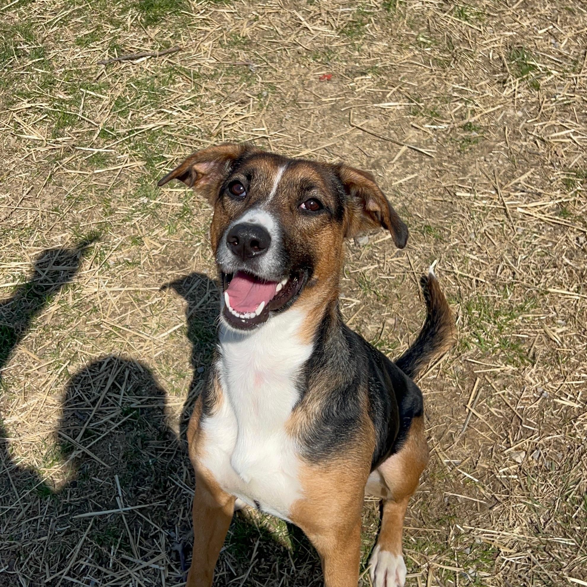 Enlarge Margo, a Adoptable mixed breed in Archbold , OH image 3/5