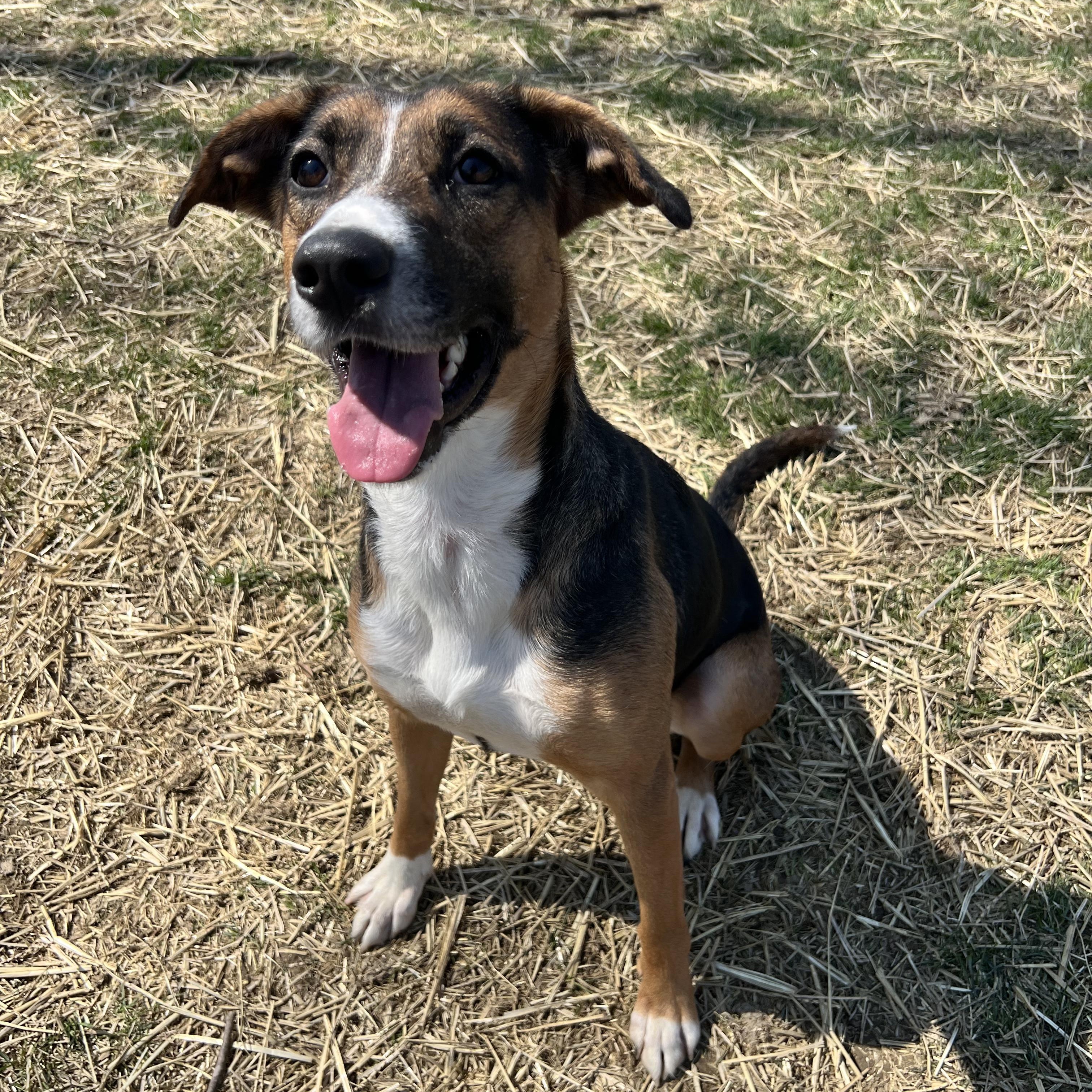 Enlarge Margo, a Adoptable mixed breed in Archbold , OH image 1/5
