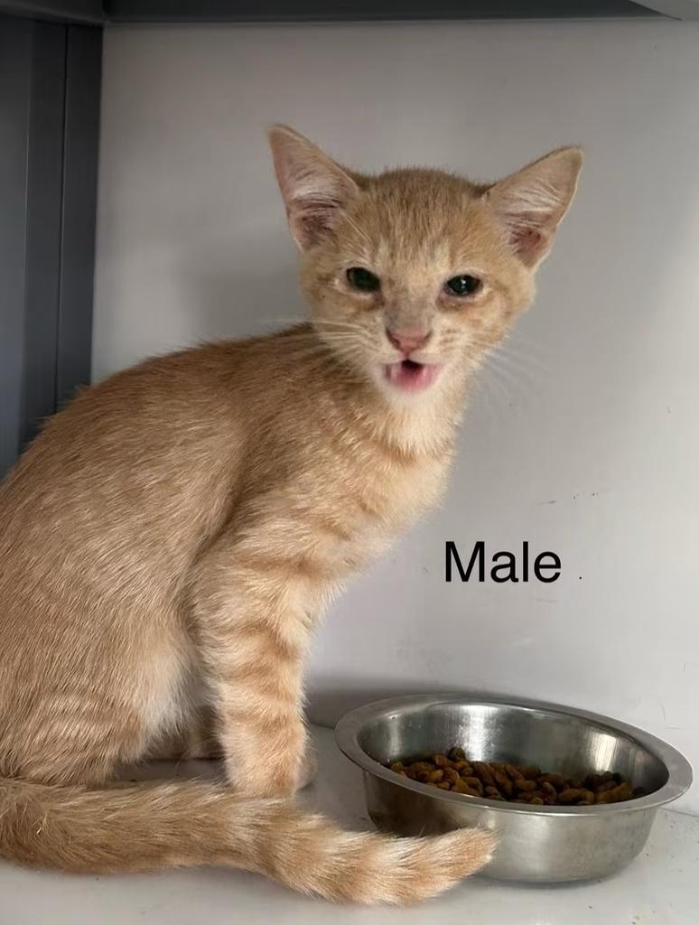 Trouble, Adoptable, Kitten Male Domestic Short Hair.