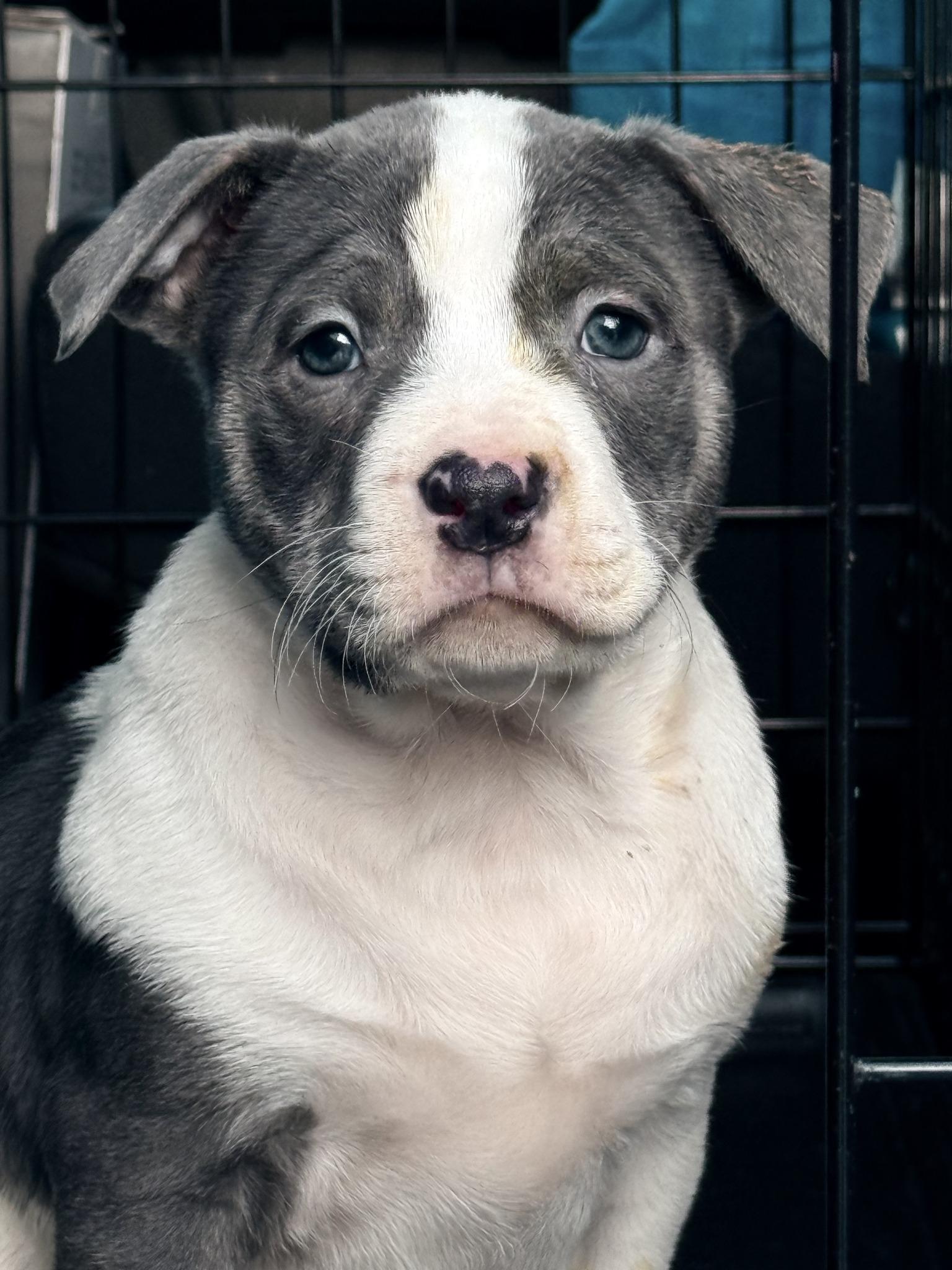 Dock, a ADOPTABLE mixed breed in Scarborough, ON image 1/3