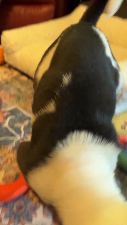 Enlarge Dock, a ADOPTABLE mixed breed in Scarborough, ON video 4/6