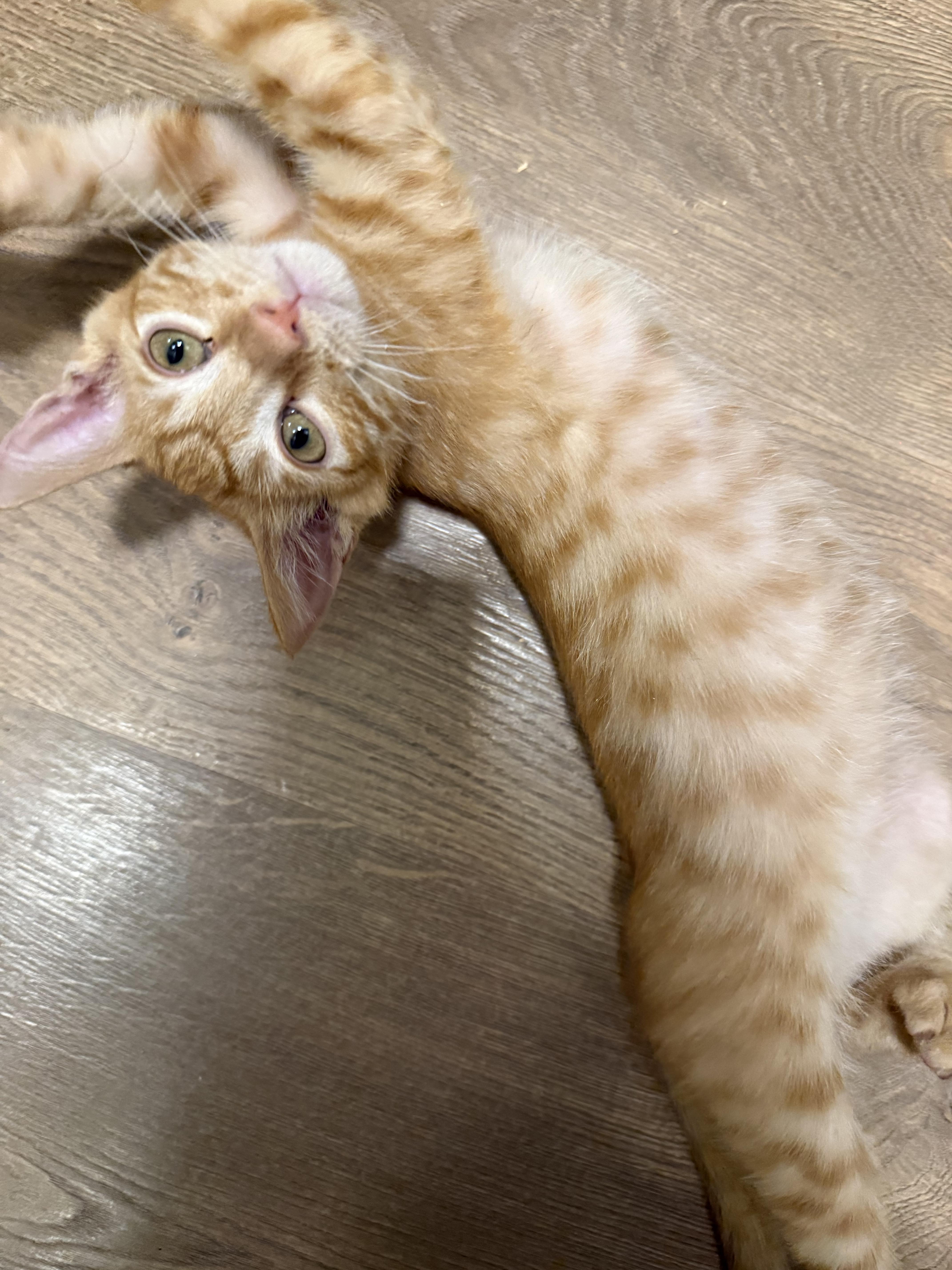 Minnow INDOOR ONLY, adopted, Kitten Male Domestic Short Hair.