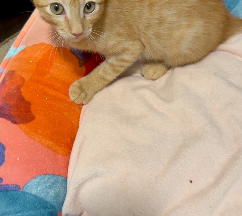Enlarge Minnow INDOOR ONLY, an adopted mixed breed in Stockton, CA video 3/6