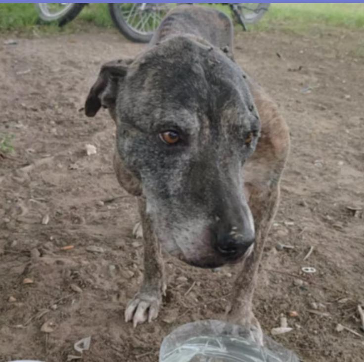 Don Julio DJ — thumbnail 3