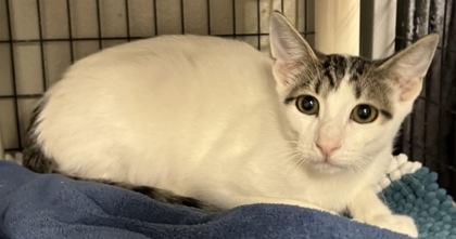 Enlarge Ennis, a Adopted mixed breed in Redmond, OR image 1/1