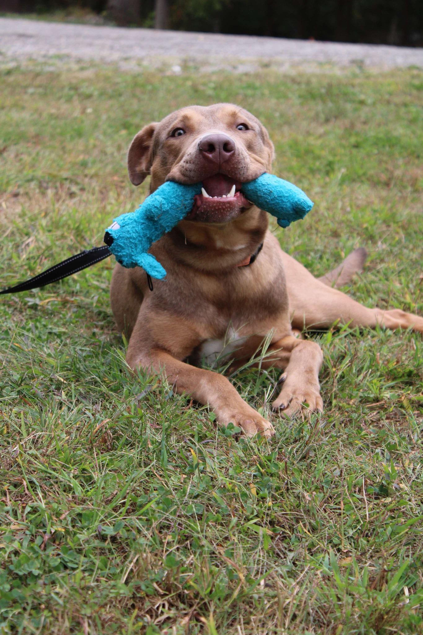 Ken, Young Male American Staffordshire Terrier