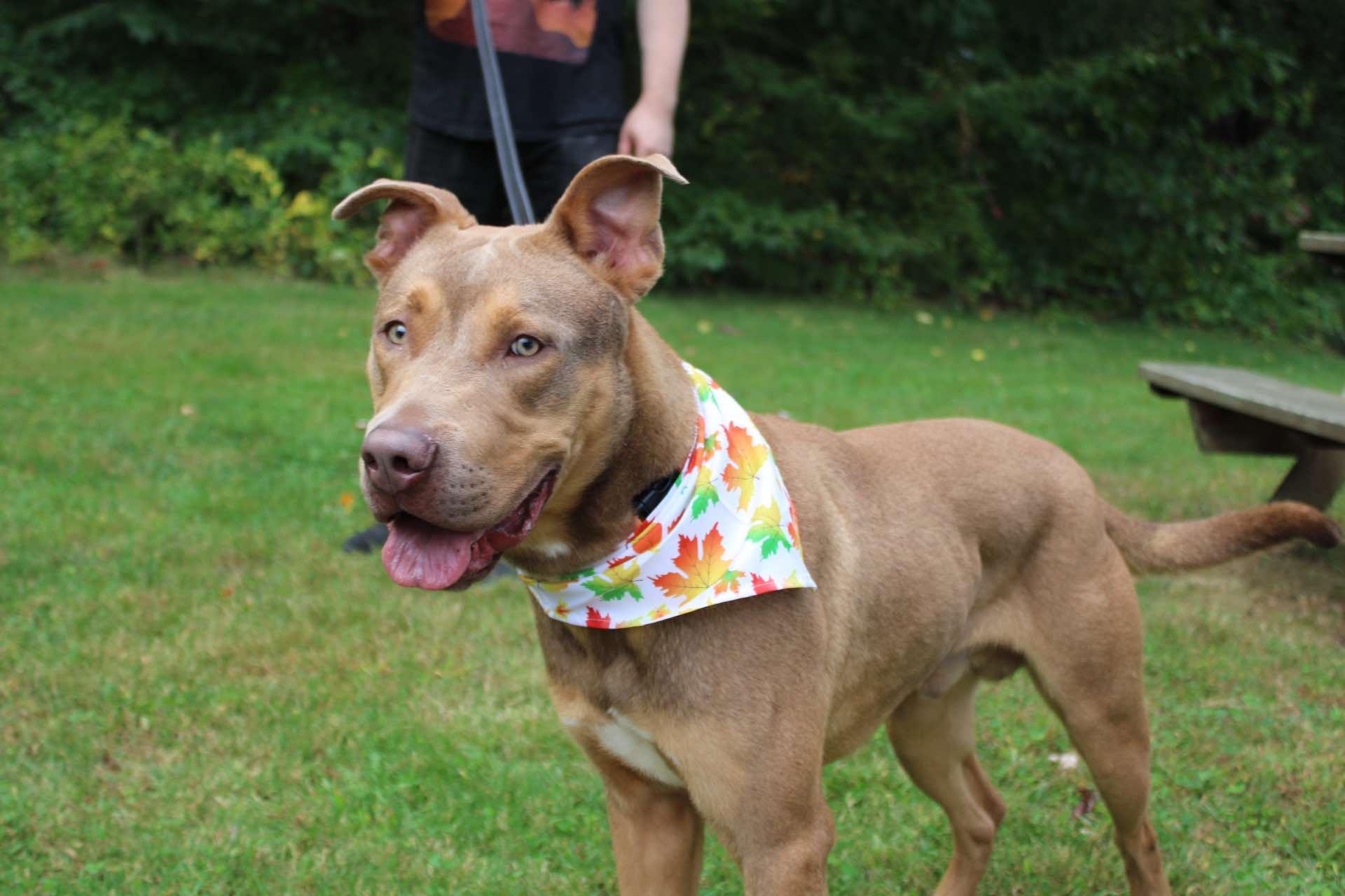 Enlarge Ken, a Adoptable mixed breed in New Milford, CT image 2/4