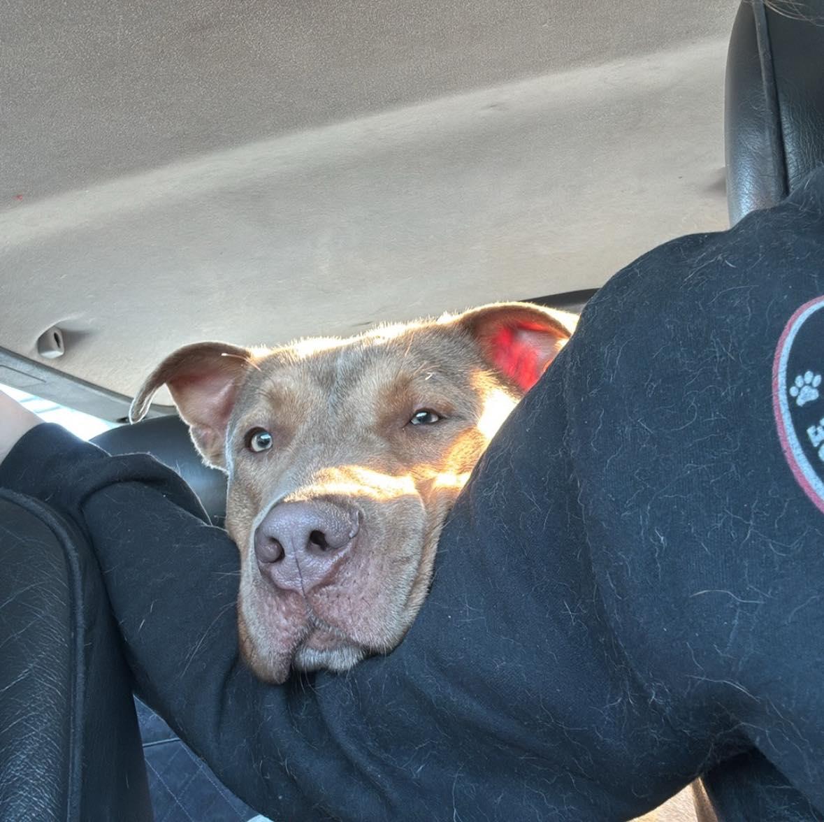 Enlarge Ken, a Adoptable mixed breed in New Milford, CT image 3/4