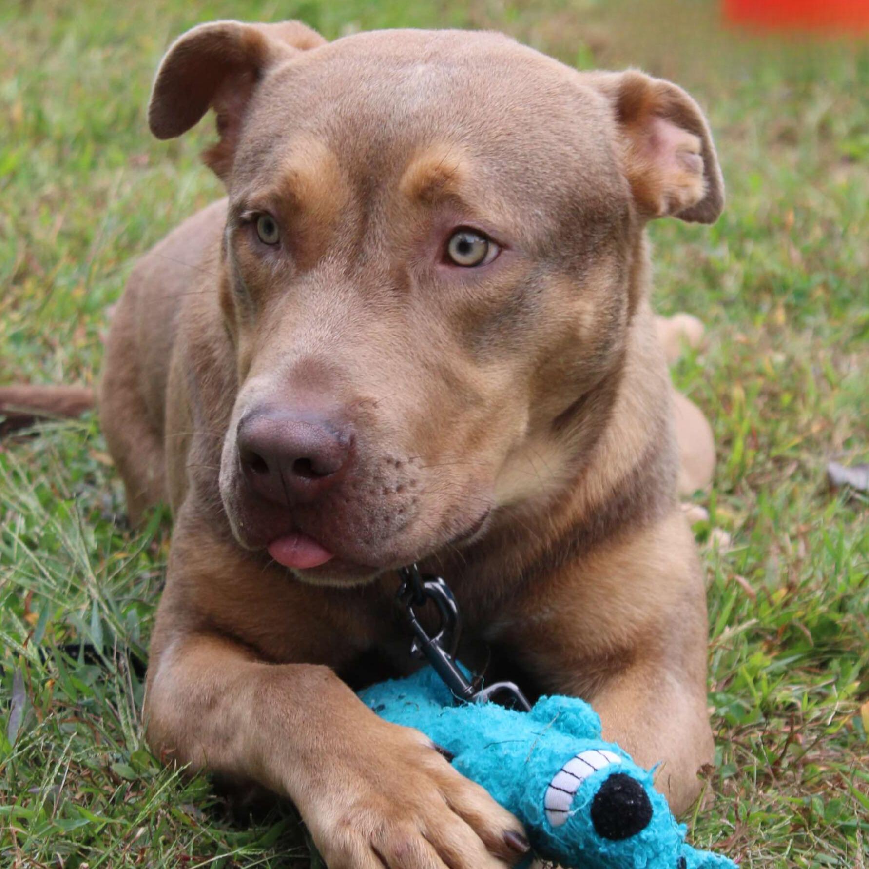 Enlarge Ken, a Adoptable mixed breed in New Milford, CT image 4/4