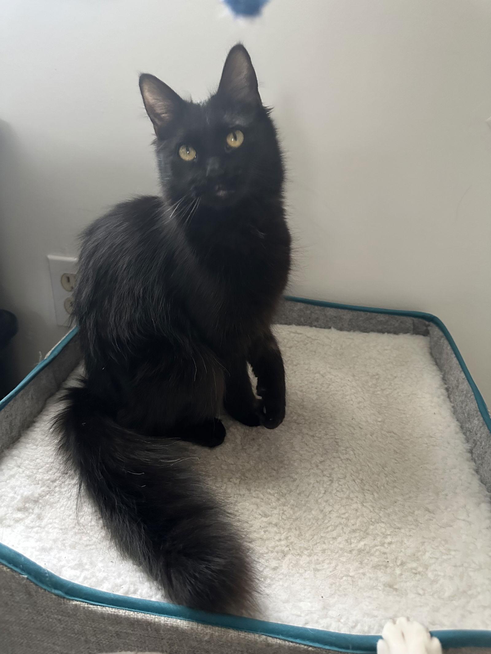 Enlarge Mocha, a Adoptable Domestic Short Hair in Minneapolis, MN image 1/1