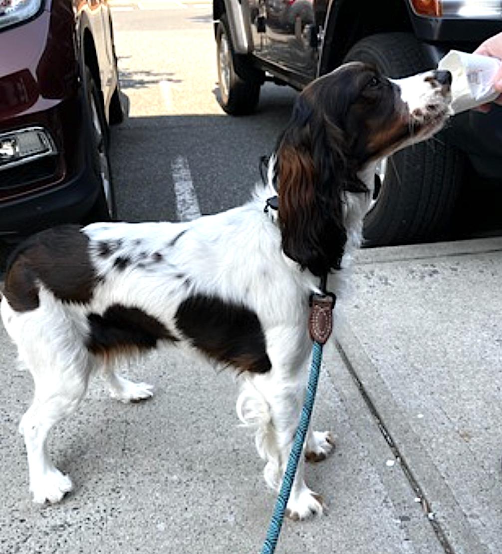 Maggie, an adopted English Springer Spaniel in Charlotte, NC image 2/4