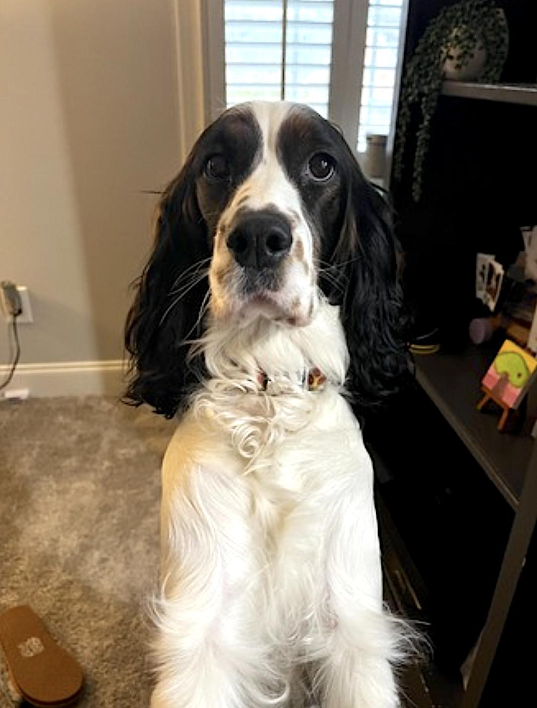 Maggie, an adopted English Springer Spaniel in Charlotte, NC image 4/4