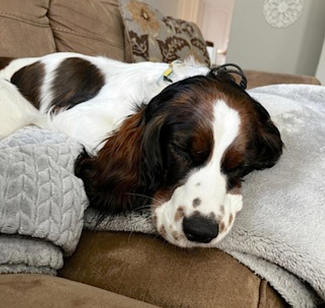 Maggie, an adopted English Springer Spaniel in Charlotte, NC image 3/4