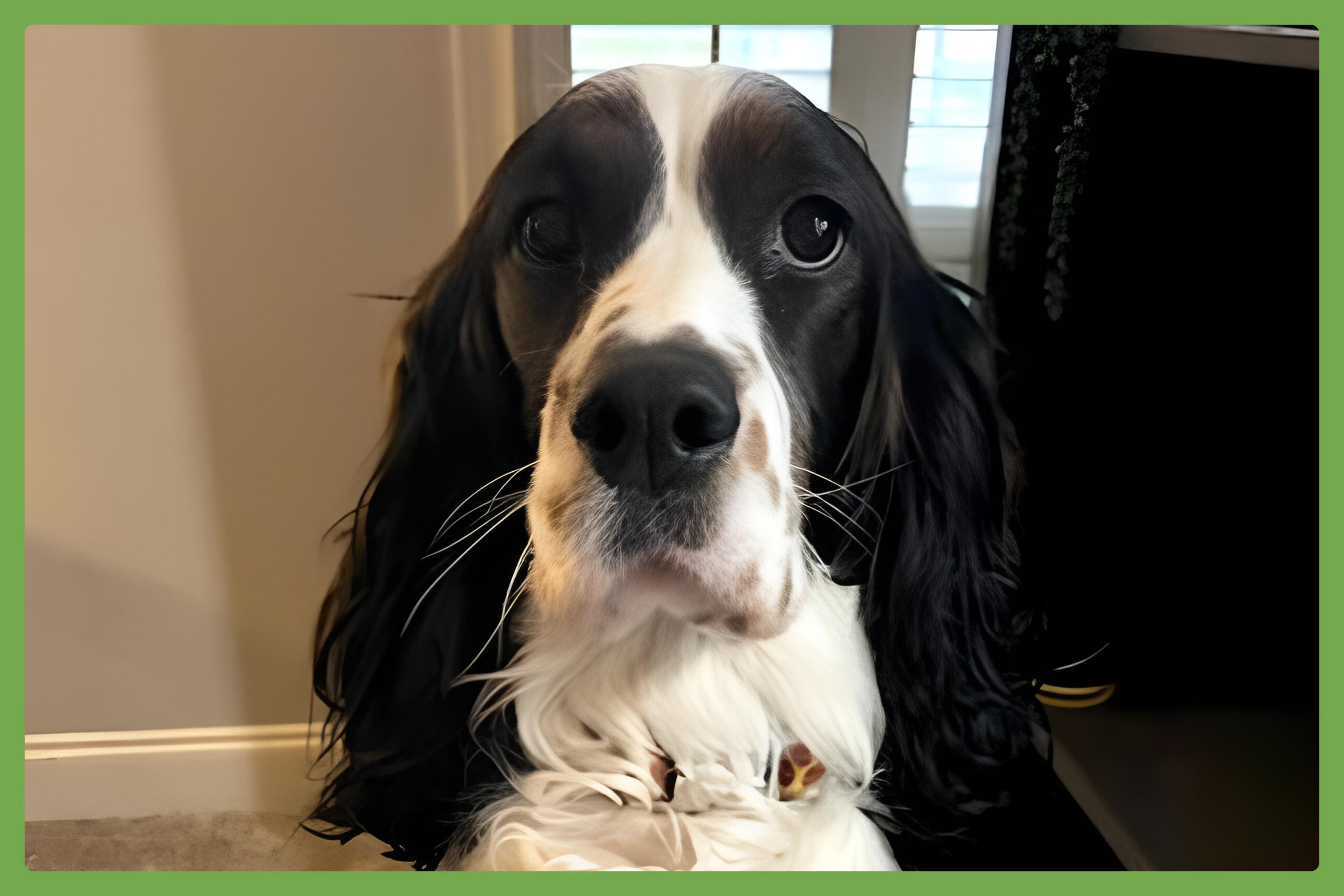 Maggie, an adopted English Springer Spaniel in Charlotte, NC image 1/4