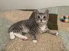 Joshini WA13991-T, Adoptable, Kitten Female Domestic Short Hair.