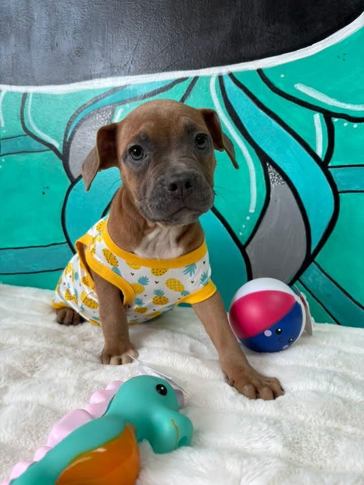SALTY. tinycauseadopt@gmail.com