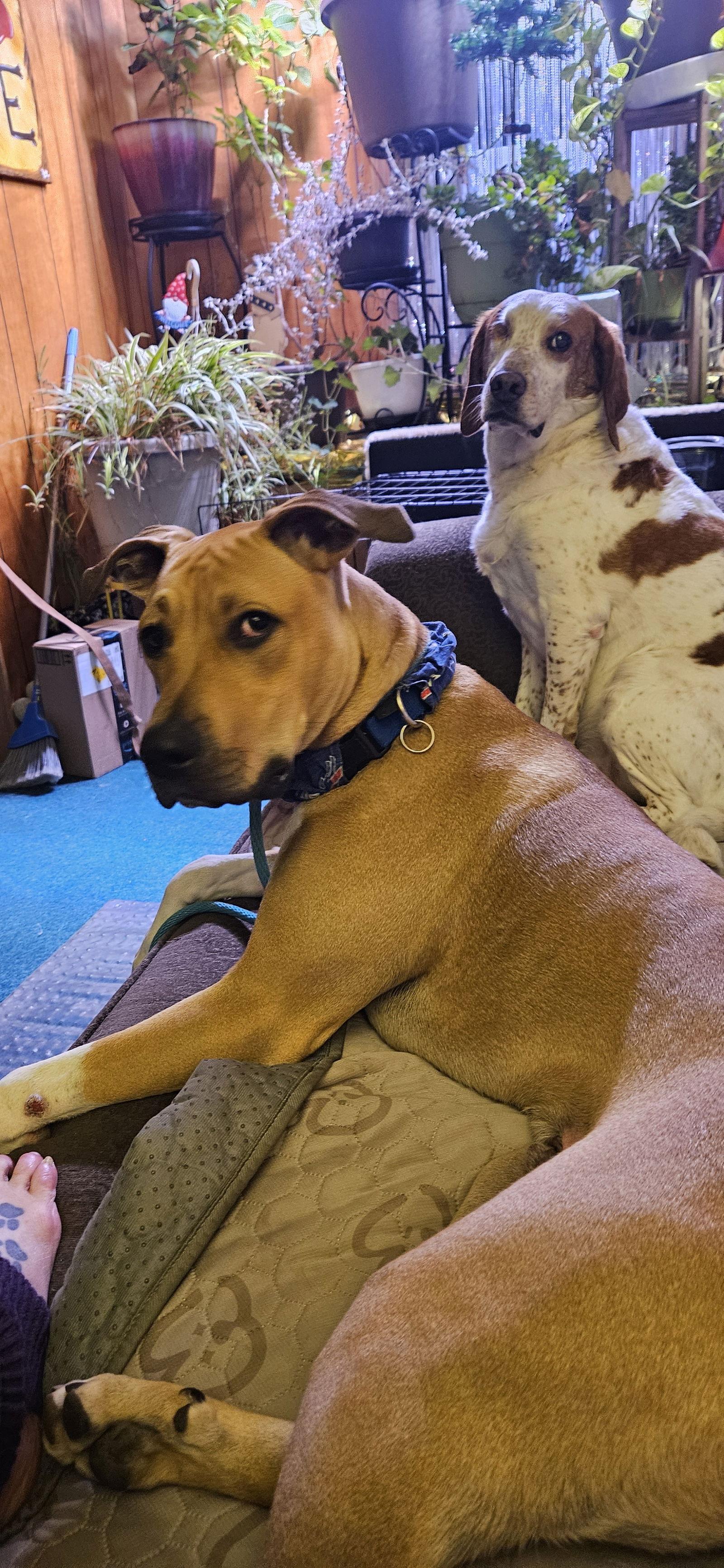 Flash, Adoptable, Puppy Male Boxer.