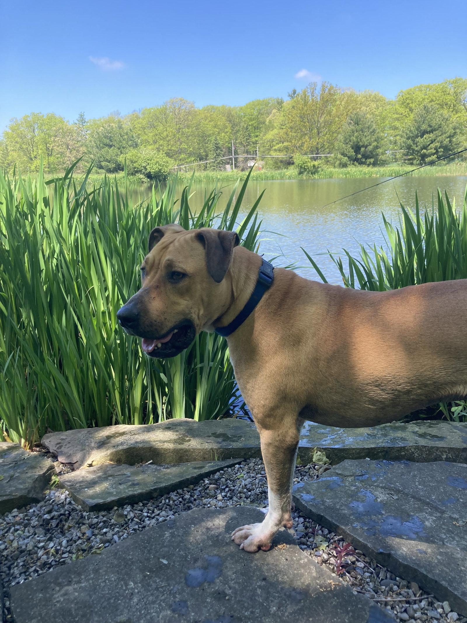 Flash, Adoptable, Adult Male Boxer.