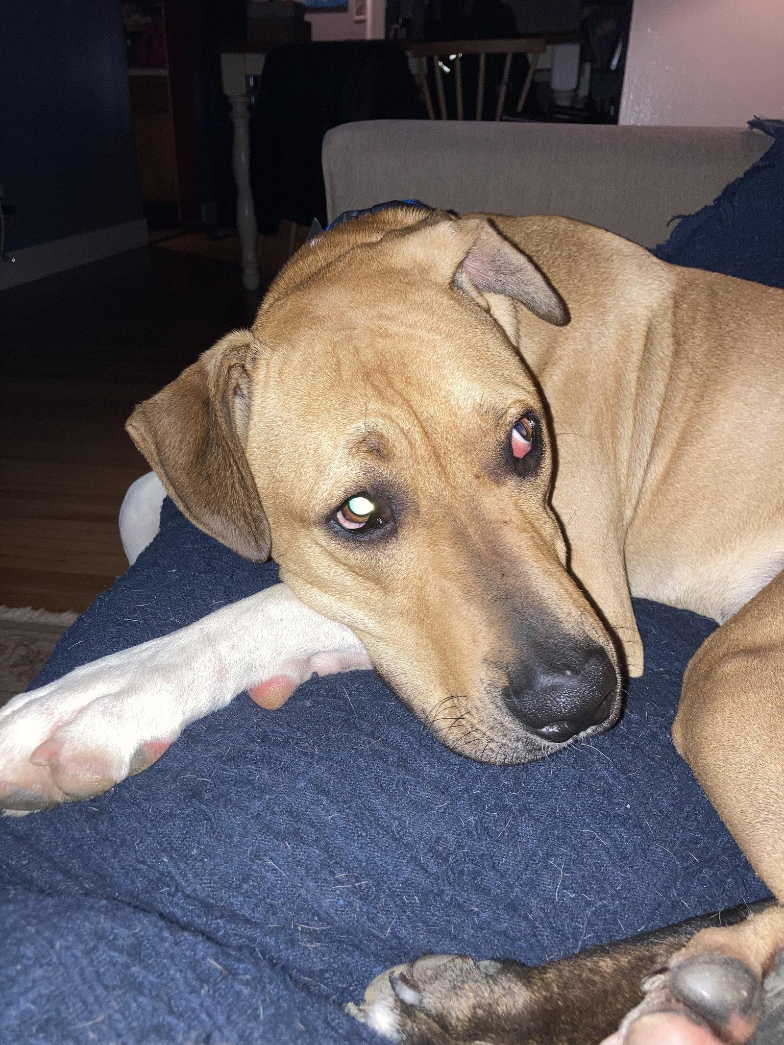 Flash, a Adoptable Boxer in Tonawanda, NY image 3/3