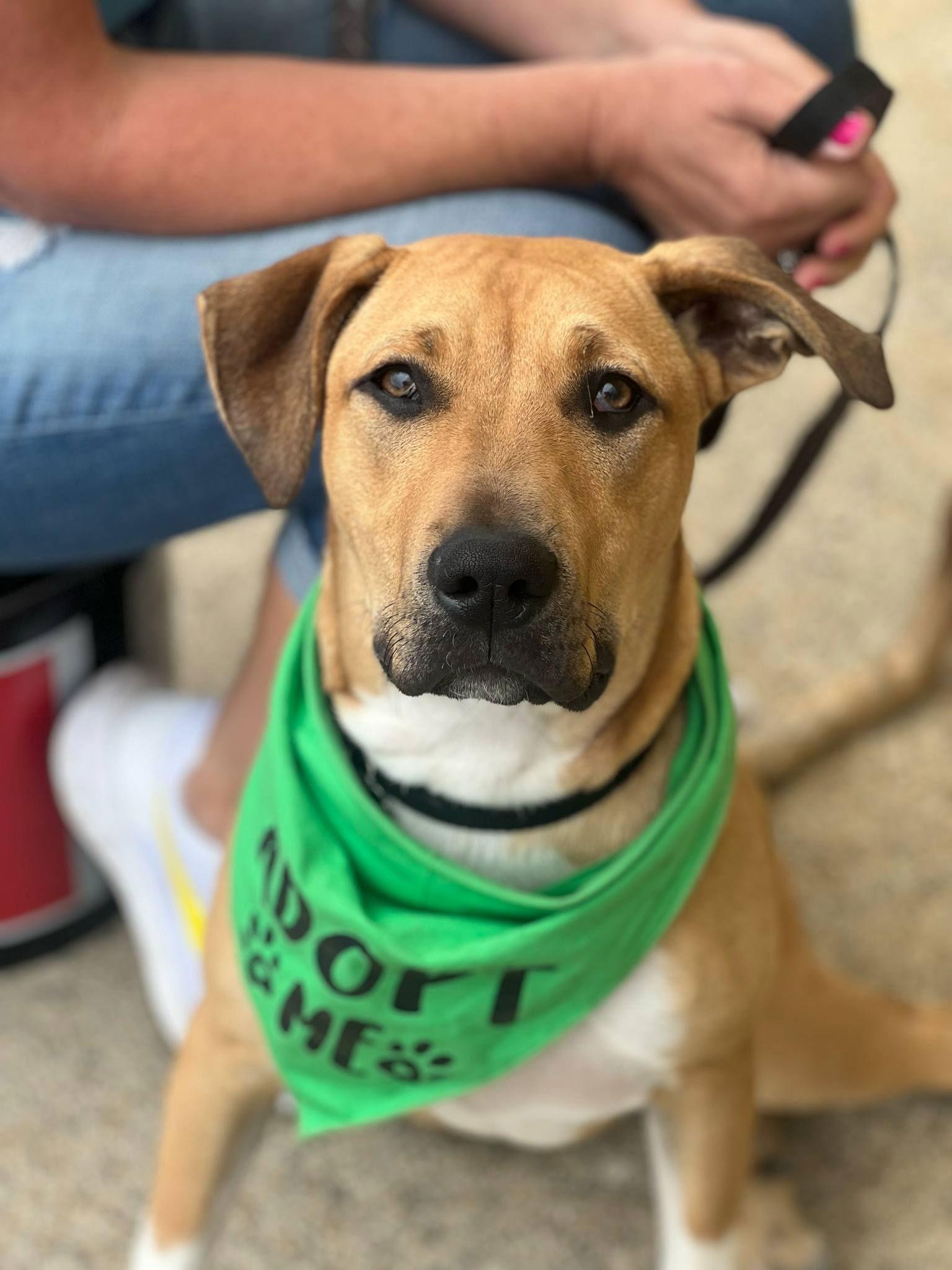 Enlarge Flash, a Adoptable Boxer in Tonawanda, NY image 2/3