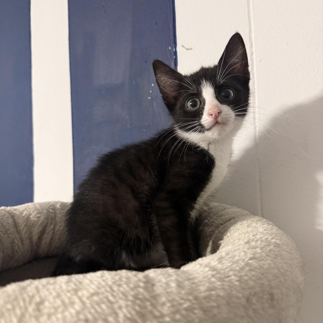 Enlarge Plum, a Adoptable Domestic Short Hair in Jarrettsville, MD image 1/6