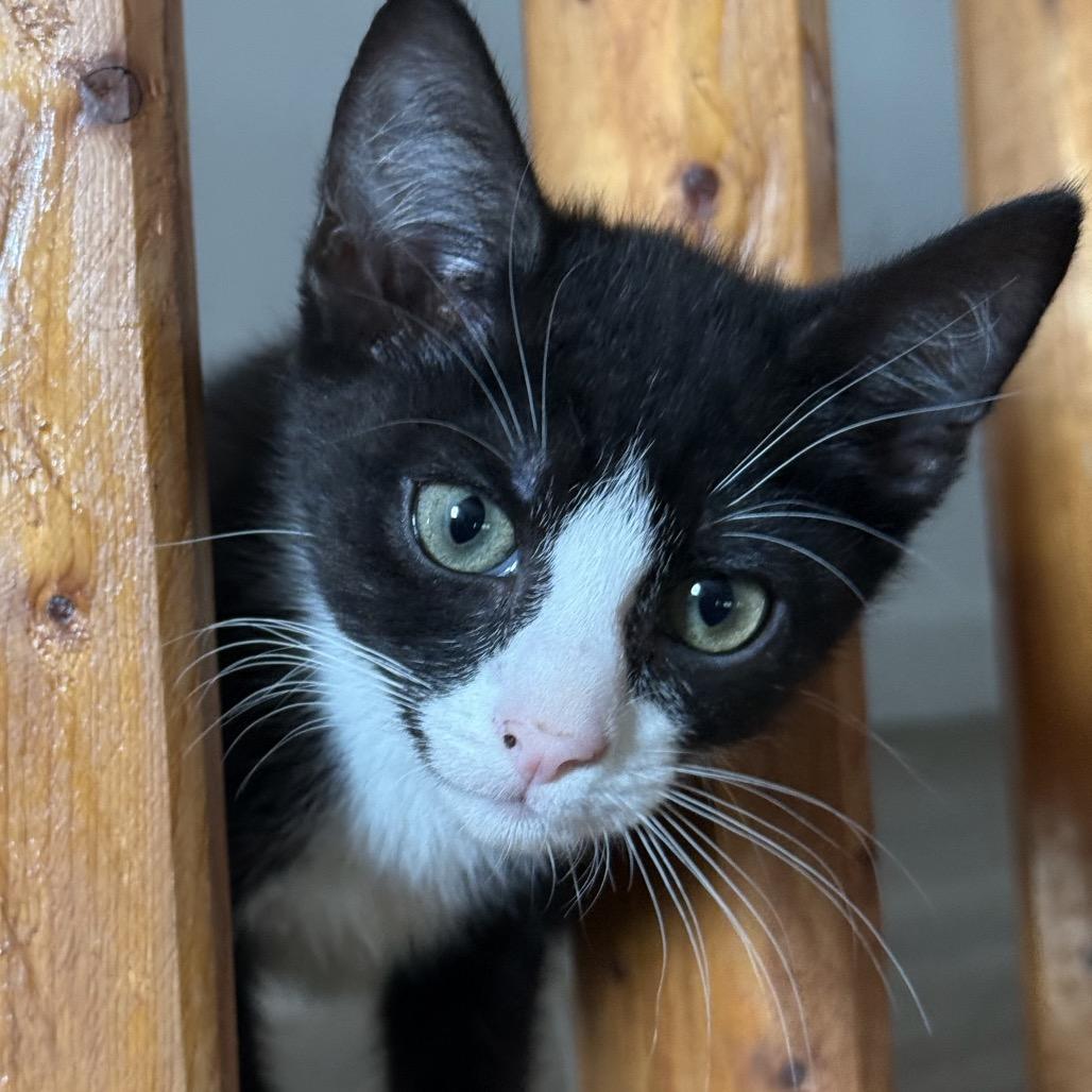 Enlarge Plum, a Adoptable Domestic Short Hair in Jarrettsville, MD image 2/6